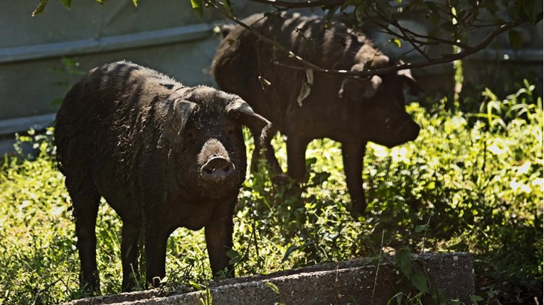 Europska komisija odobrila hrvatski program pomoći uzgajivačima tovnih svinja