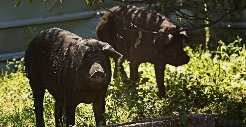 Europska komisija odobrila hrvatski program pomoći uzgajivačima tovnih svinja