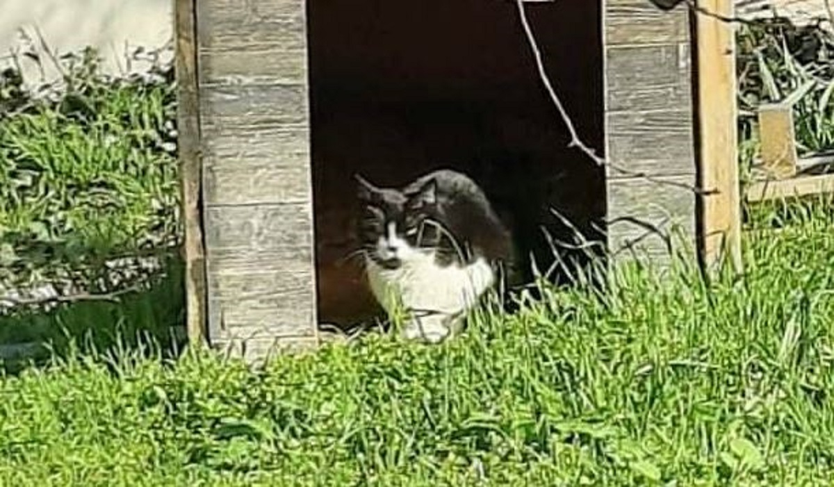 Vidite li zašto je fotka mačke u Dalmaciji nasmijala preko 3.5 tisuća ljudi?