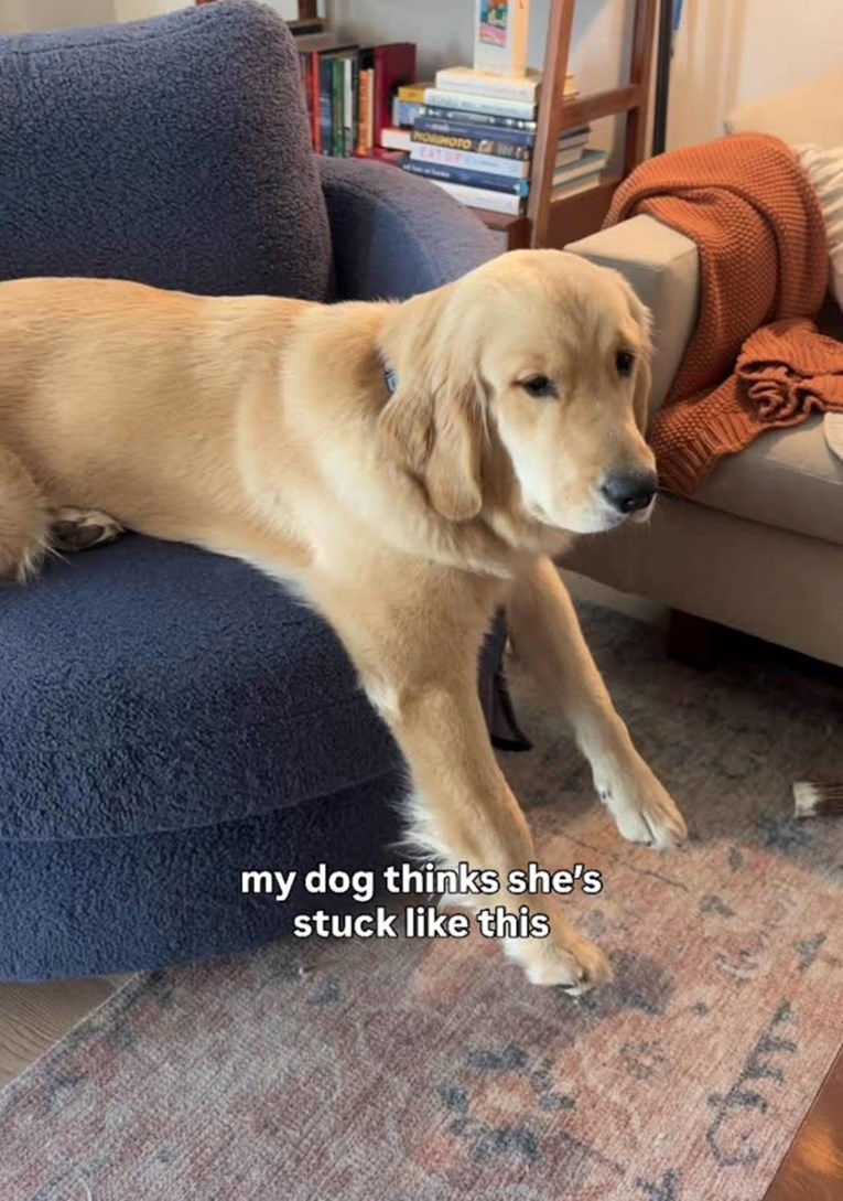 Retriverica misli da je zapela u fotelji, video je presladak