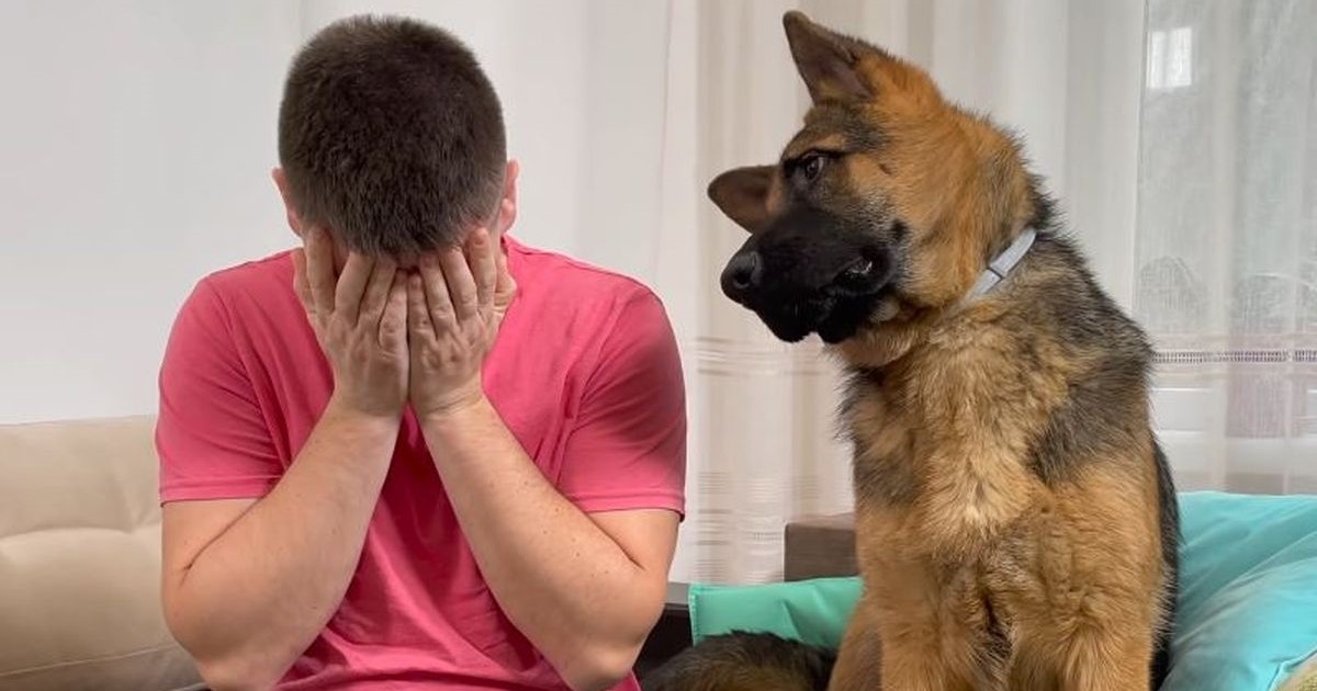 Pravio se da plače pred njemačkim ovčarom, reakcija psa mnoge je nasmijala