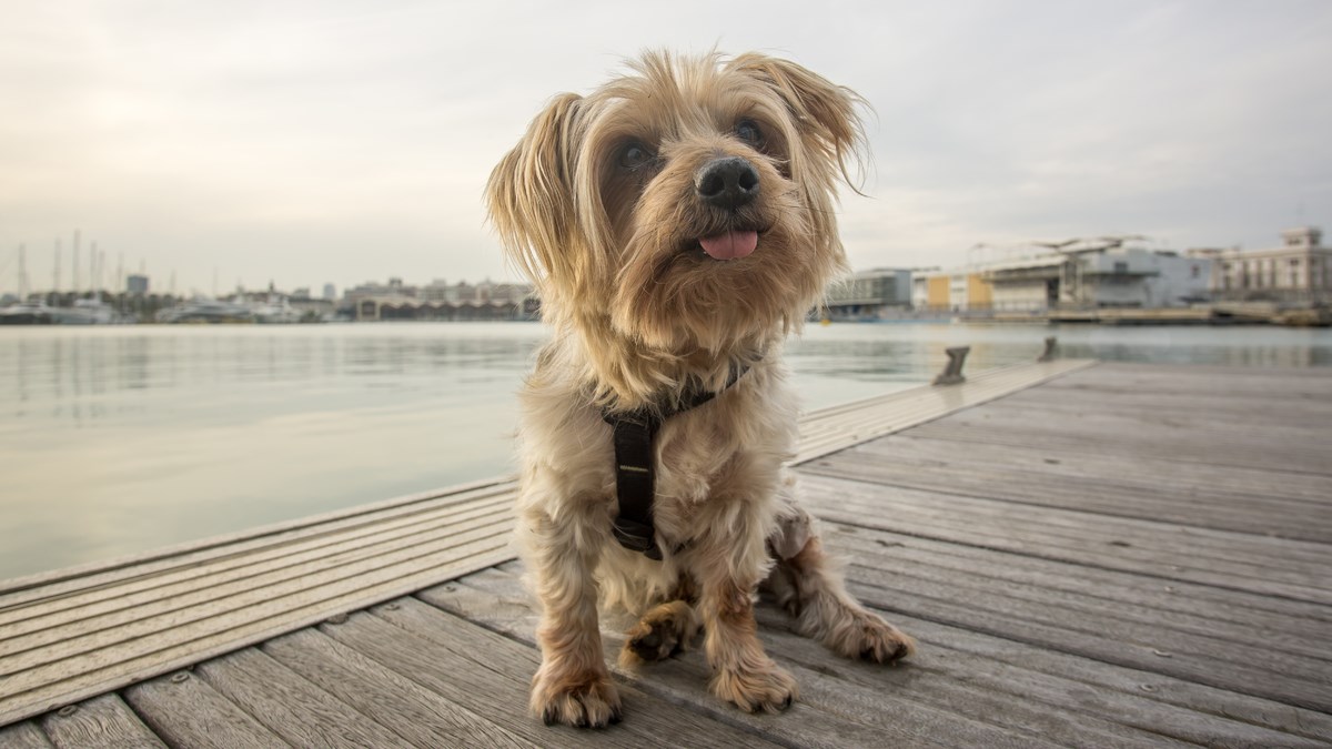 Psi koji govore: Dobro slušajte svog psa, možda je fenomen