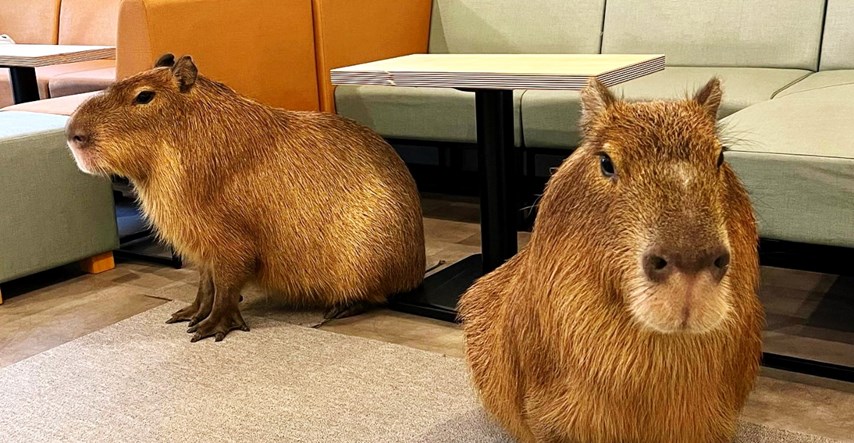 Tokio ima kafić s kapibarama, ovdje možete piti kavu i hraniti slatke životinje