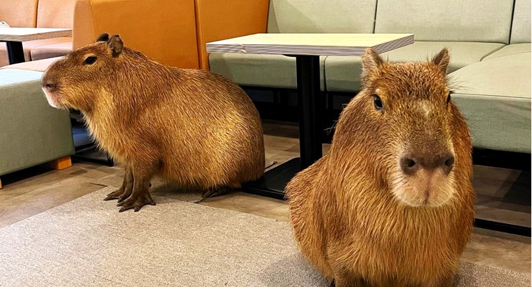 Tokio ima kafić s kapibarama, ovdje možete piti kavu i hraniti slatke životinje