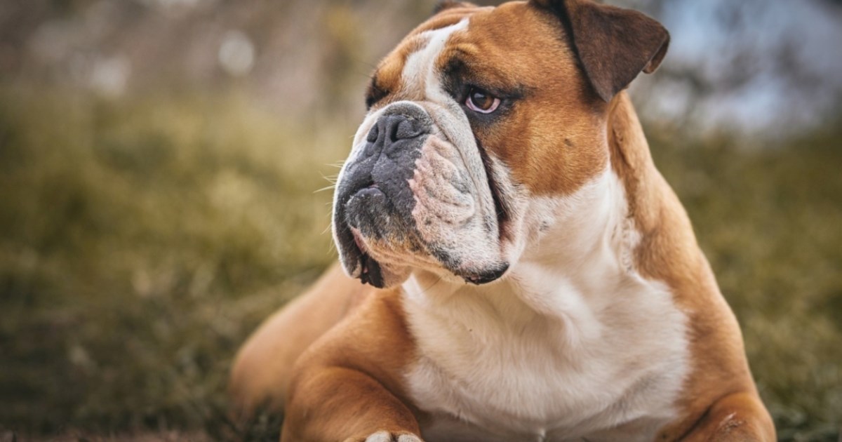 Trener pasa otkriva koje su pasmine najbolje za vlasnike koji rade cijeli dan