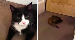 VIDEO Mačka dovela u kuću patku koja je veća od nje, nikome nije jasno kako