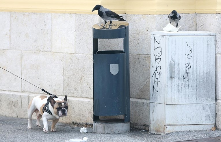 Zanimljiv prizor u centru Zagreba: Vrane s visoka pogledale psića dok su vadile hranu