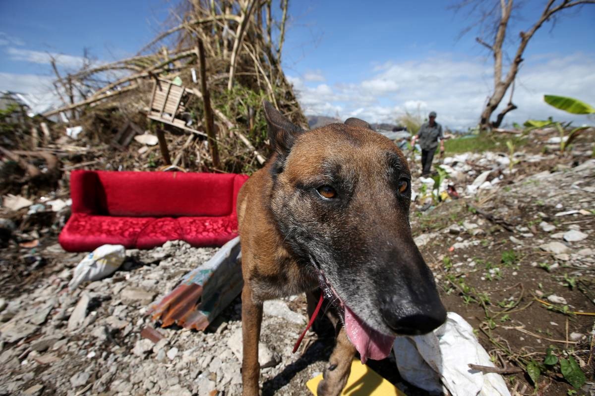 Netko je brutalno izbo psa u Međimurju