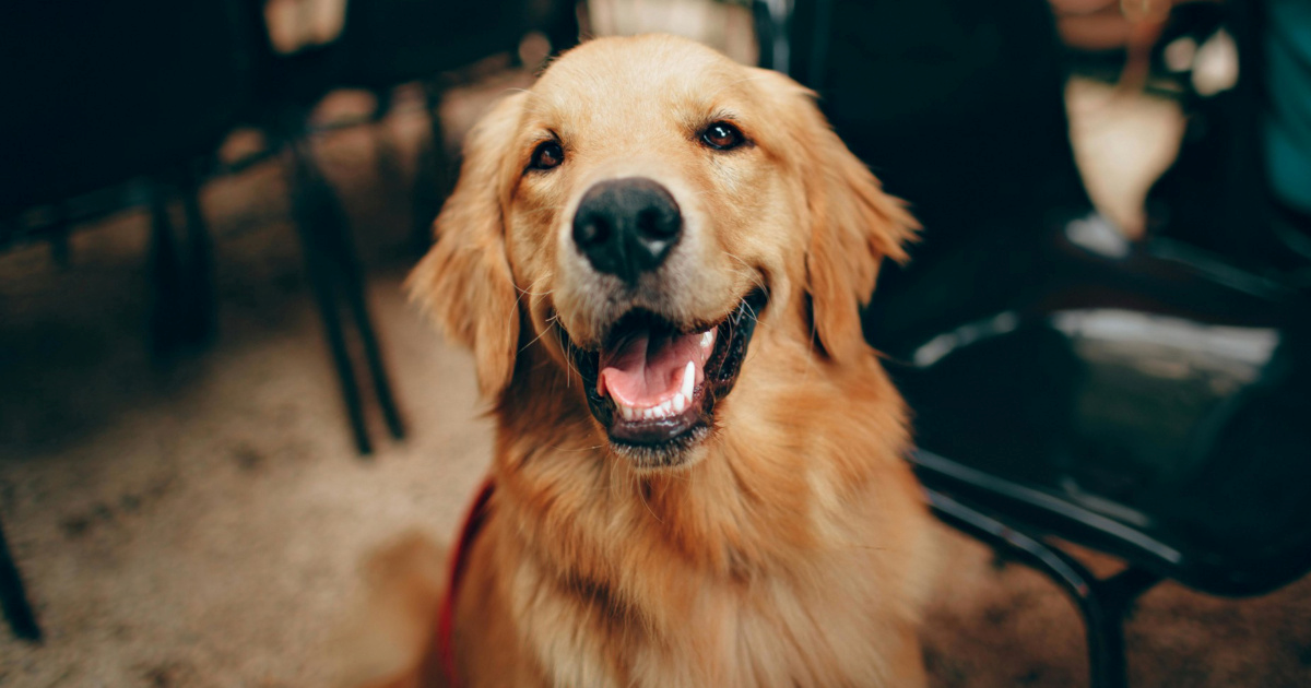 Zašto je udomljavanje starijih pasa i mačaka često bolji izbor nego što ljudi misle