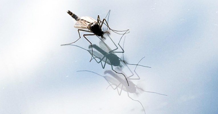 U Osijeku nestali komarci. Koji je pravi razlog i što očekivati dalje?