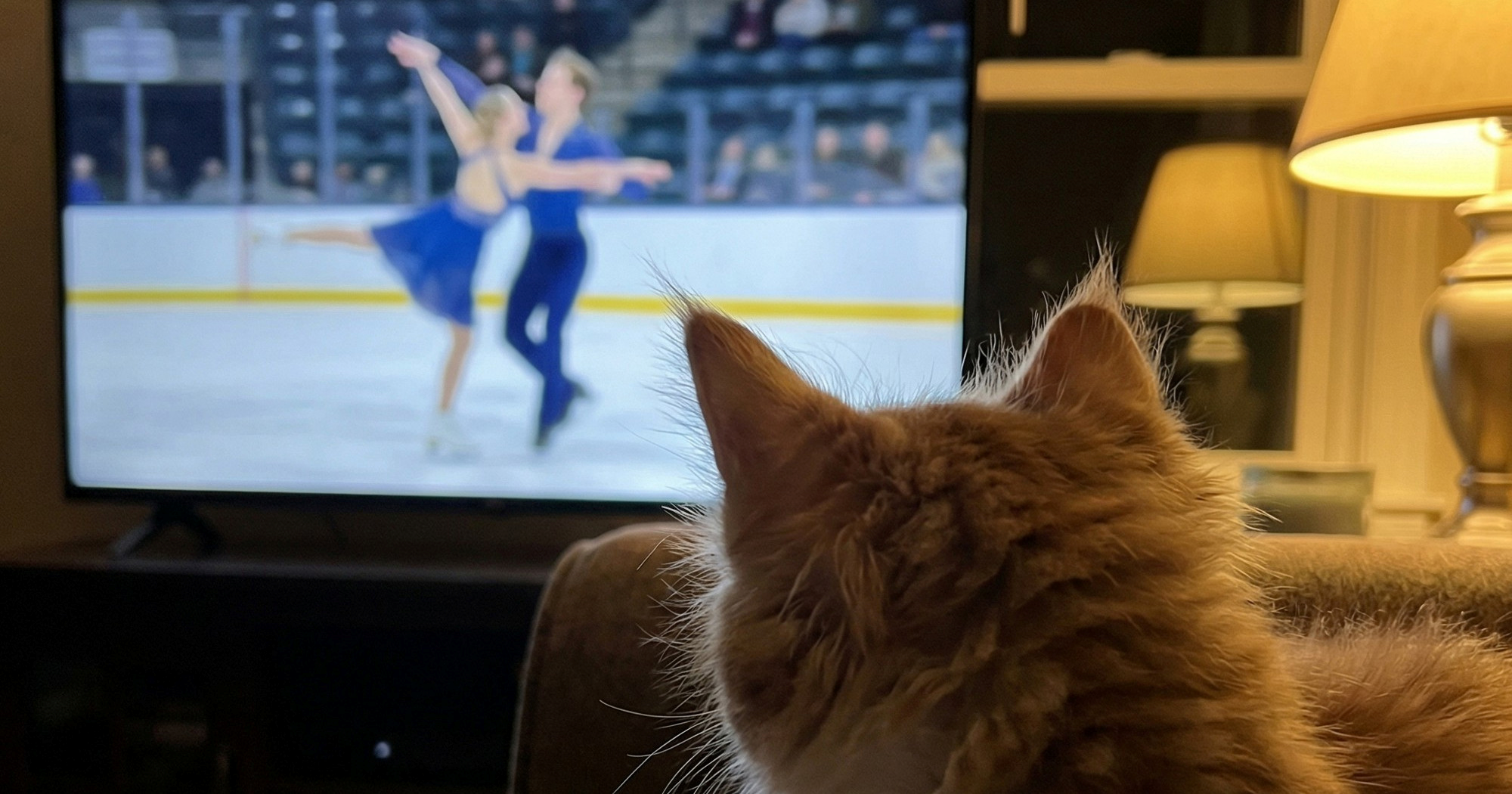 Zašto mačke prate sport na TV-u?