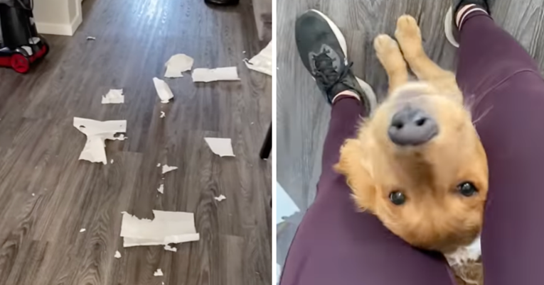 Zlatni retriver jedva je dočekao da vlasnici pokaže nered koji je napravio