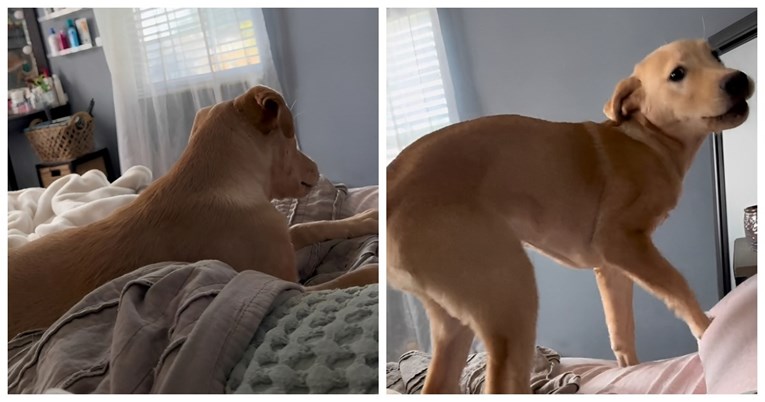 Labrador ima najbolju reakciju na omiljenu pjesmu svoje vlasnice