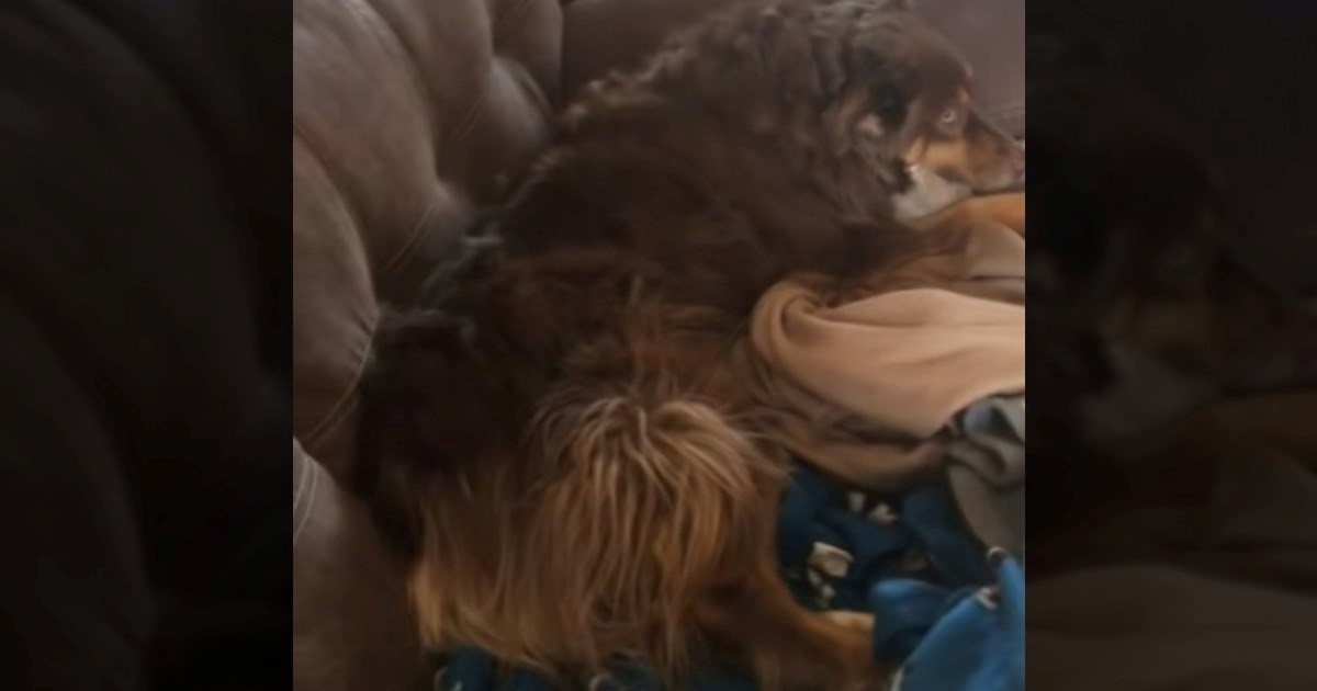 Žena ovčarki zapjevala pjesmu da se prestane ljutiti, ponašanje psa nasmijalo mnoge