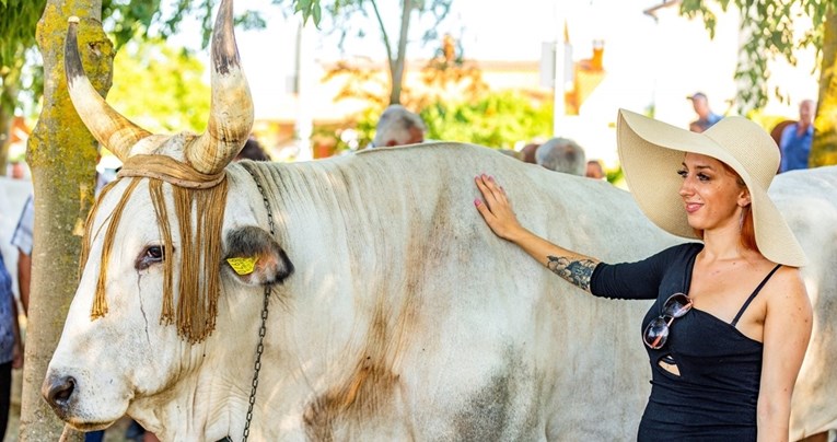 Najteži i najljepši vol: Sarožin je pobjednik Smotre istarskog goveda