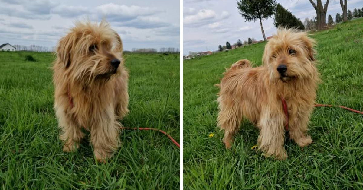 Ares-Kiwi nije običan pas i zato već godinama čeka ljude koji će ga razumjeti