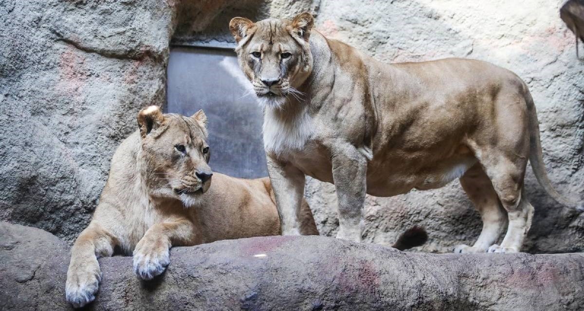 Traži se novi šef Zoološkog vrta u Zagrebu, pogledajte uvjete