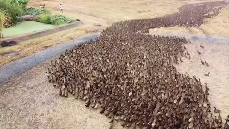 Video tisuća pataka u polju riže izazvao brojne reakcije, iznenadit će vas što rade