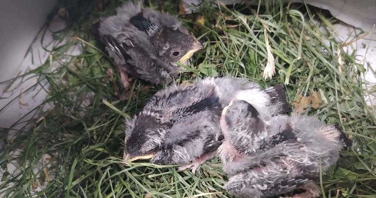 Nevrijeme u Zagrebu rušilo ptičja gnijezda, u Gajnicama pronađene tri male lastavice