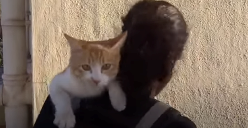Rastopit ćete se kada vidite kako ove mačke iskazuju ljubav vlasnicima