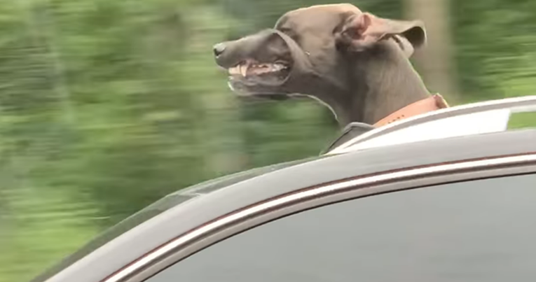 Obitelj se nije mogla prestati smijati kada je uočila psa u automobilu do njih