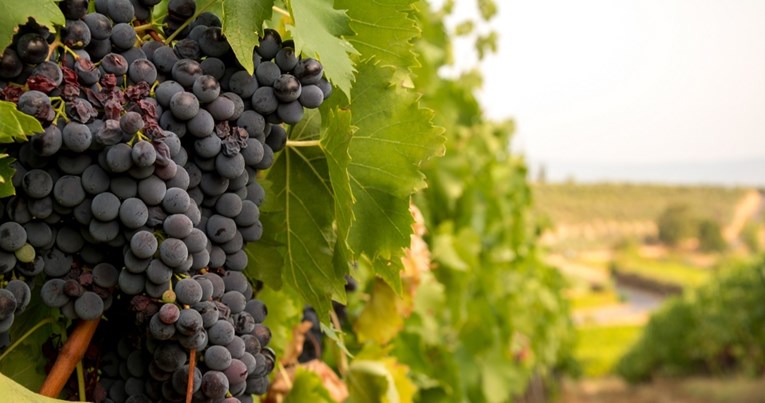 Svjetska proizvodnja vina mogla bi pasti na najnižu razinu u 60 godina