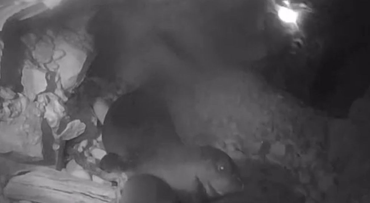 Pojavile se nove snimke sredozemne medvjedice u Jadranu, najrjeđeg tuljana na svijetu