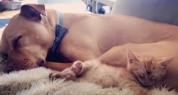 Pit bull i maca postali najbolji prijatelji, njihova ljubav oduševila je svijet