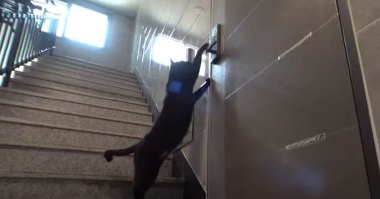 Mačka lutalica svakodnevno ulazi neznanki u stan pomoću koda za otvaranje vrata