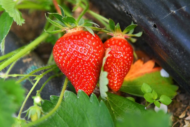 Istraživanje: Većina jagoda u EU sadrži pesticide, španjolske su iznimka