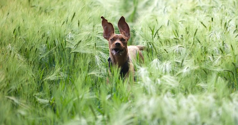 Upozorenje veterinara: Puno pacijenata trenutno dolazi zbog ove stvari