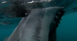 Velika bijela psina zabijala im se u brod, zastrašujuću scenu snimili GoPro kamerom