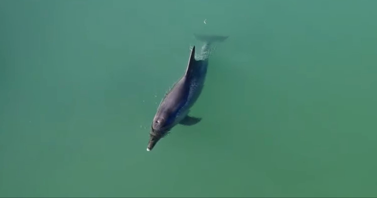 VIDEO Dobri dupin zalutao u rijeku Jadro, objavljena snimka
