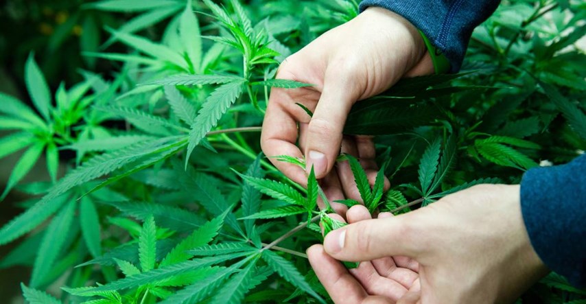 Samoborska policija otkrila plantažu marihuane u šumi kod Pavučnjaka