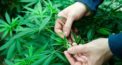 Samoborska policija otkrila plantažu marihuane u šumi kod Pavučnjaka