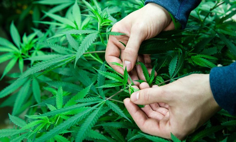Samoborska policija otkrila plantažu marihuane, traga za počiniteljem