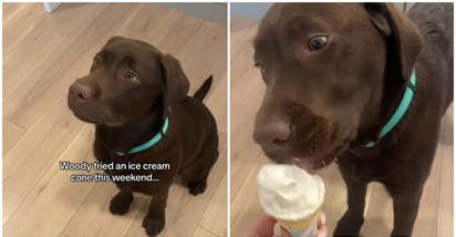 Labrador prvi put probao sladoled, evo kako je reagirao