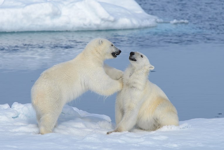 Polarni medvjedi sve češće jedu jedni druge, a razlog su ljudi