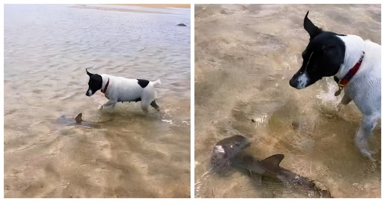 “Neobično prijateljstvo”: Kujica se na plaži igra s morskim psom
