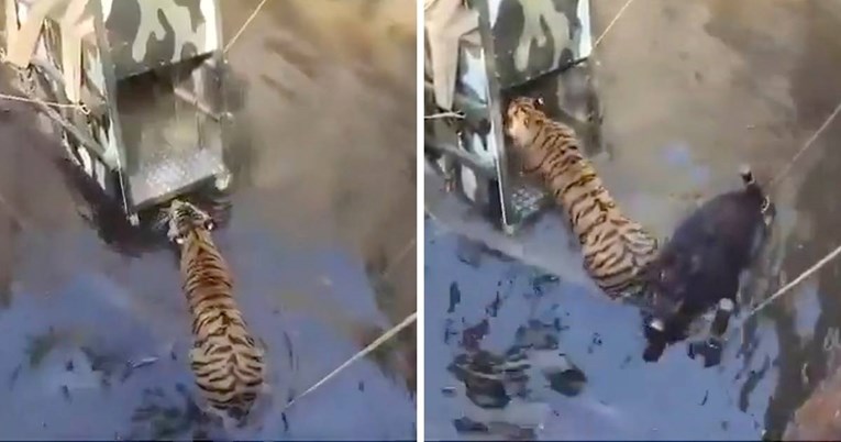 Tigar i vepar koji su zajedno upali u bunar surađivali su tijekom akcije spašavanja