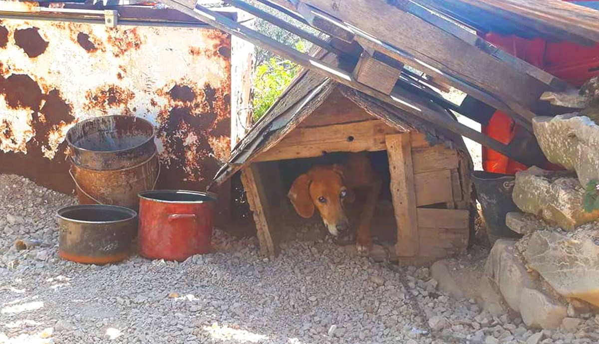 Slijepi, puni parazita, s urezanim lancem i bez čipa