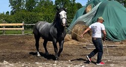 Prijatelji životinja: Snimljeno zlostavljanje konja, sve su gledali inspektori
