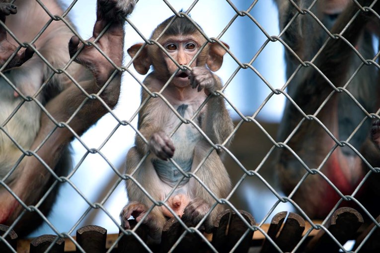 Tajlandska policija našla majmune u vrećama i drogu. Uhićena dva muškarca