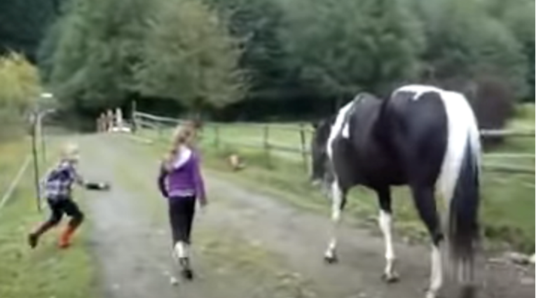 Konj pustio vjetar pa uplašio djevojčicu koja je hodala kraj njega