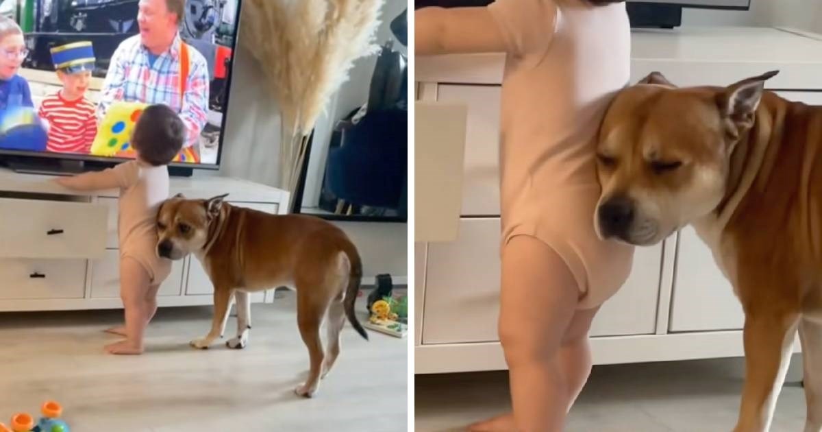 Pas na najslađi način štiti bebu od pada dok gleda TV