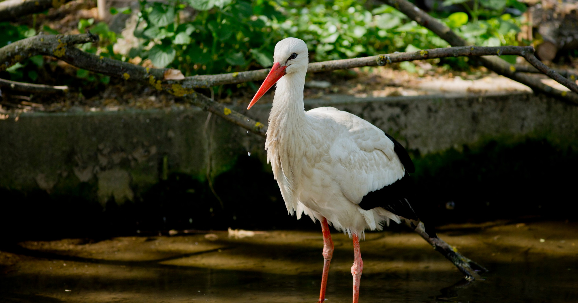 Zagrebački ZOO priprema zanimljiv program povodom Svjetskog dana ptica selica