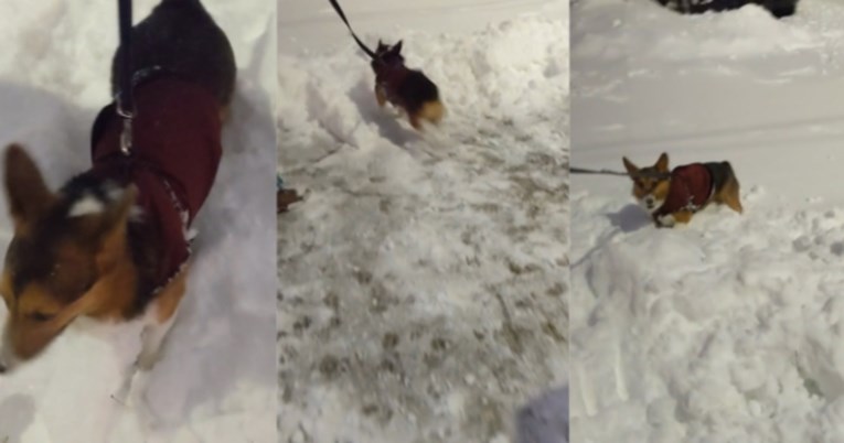 Korgi je prvi put u životu vidio snijeg i njegova reakcija je preslatka