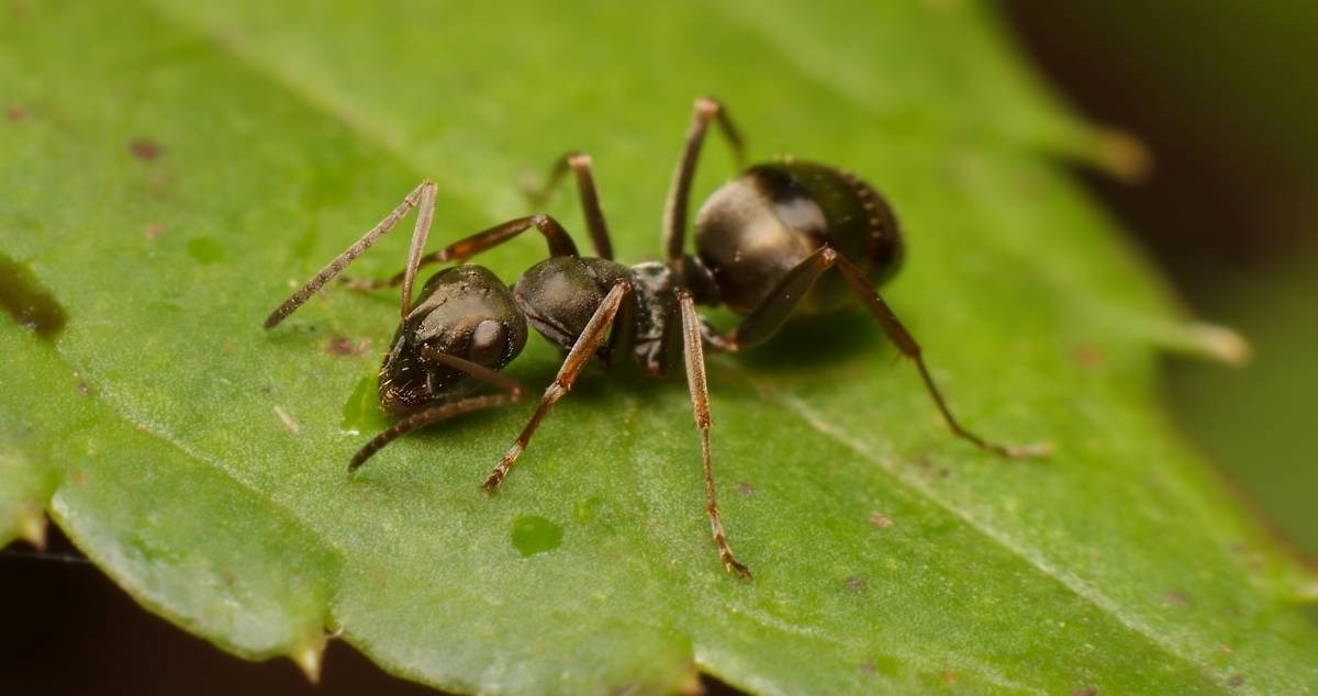 Otkriveno da mravi mogu nanjušiti rak u mokraći