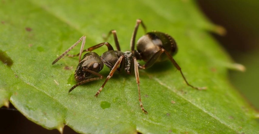 Otkriveno da mravi mogu nanjušiti rak u mokraći