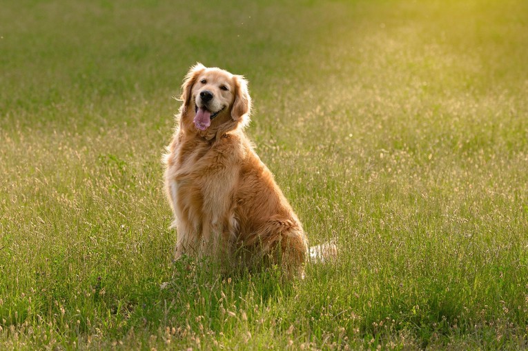 Pet suptilnih znakova koji otkrivaju sretnog psa